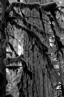 Forest impressions
