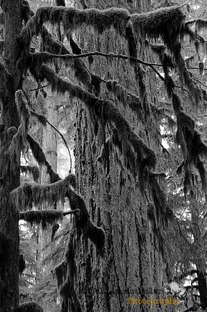 Forest impressions