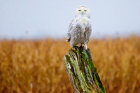 Snowy owl