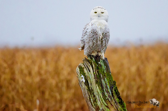 Snowy owl