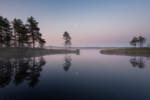 Twilight reflections lakeside with moon and dog