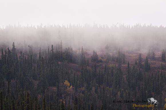Shades of autumn