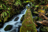 Log and stream in autumn rainforest