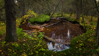 Turn in a forest stream