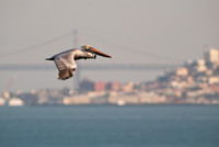 Pelican