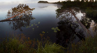 Trees in misty morning lake