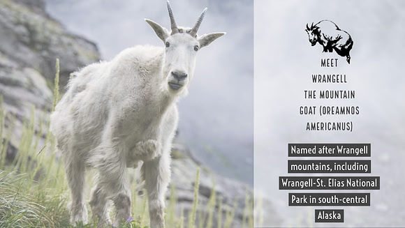 Meet Wrangell the mountain goat (oreamnos americanus)