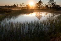 Summer morning on misty pond