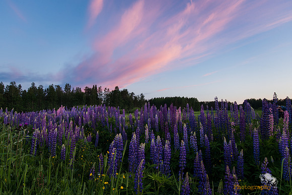 Lupine and summer night colors