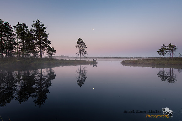 Twilight reflections lakeside with moon and dog