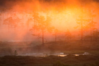 Backlit bog with morning mist