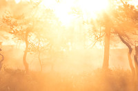 Backlit bog with morning mist