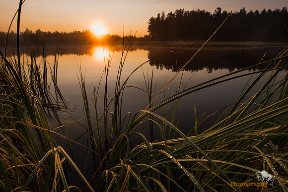 Summer morning on misty pond with dewy grass