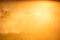 Backlit bog with morning mist