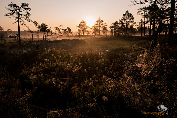 Morning light and spider web in the bog