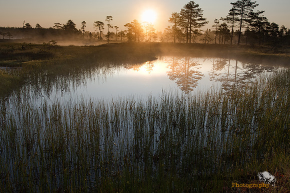 Summer morning on misty pond