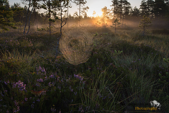 Morning light and spider web in the bog