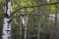 Squirrel hanging by feeder