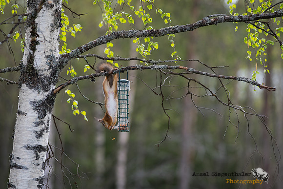 Squirrel hanging by feeder