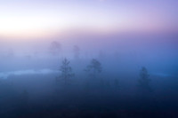 Atmospheric blending before sunrise at misty bog