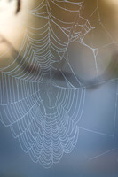 Spider web in morning light