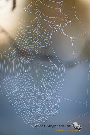 Spider web in morning light