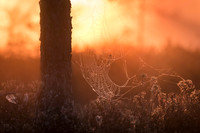 Spider web in morning light