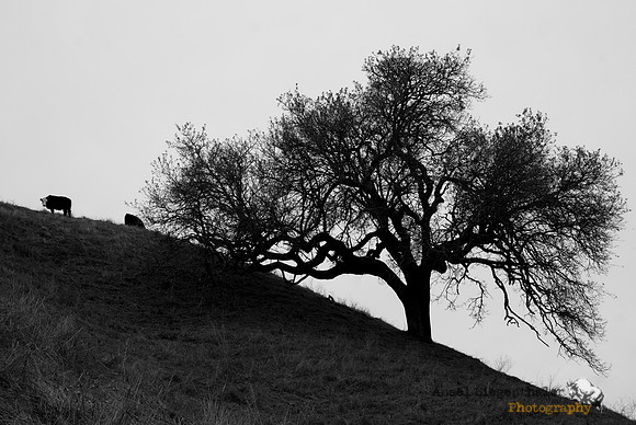Tree & cow silhouette