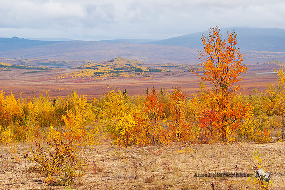Autumn brilliance