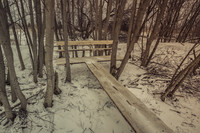 Bench in the woods